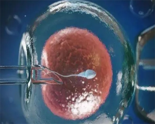 公立代生价格-孕中期胎停育的原因