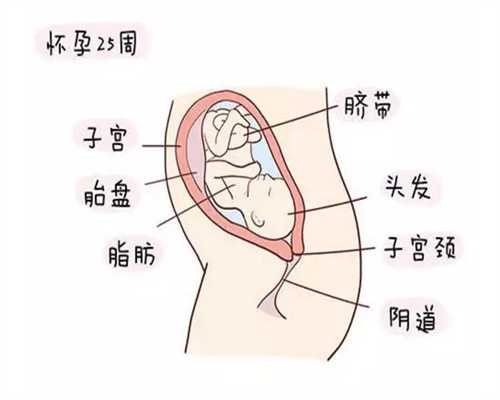 子宫内膜太薄对试管婴儿成功率的影响